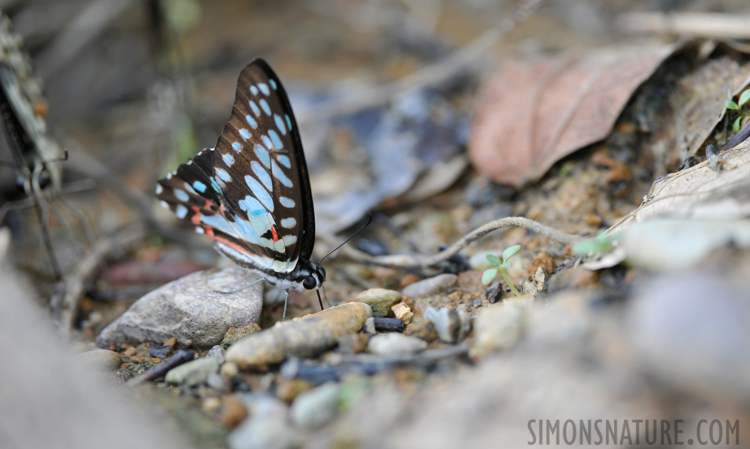 Graphium doson [400 mm, 1/60 sec at f / 5.6, ISO 200]